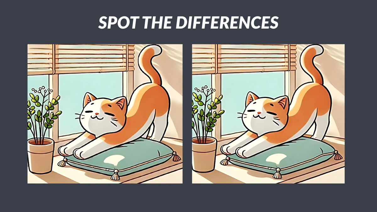 Spot 3 Differences Between Stretching Cat Pictures in 17 Seconds!