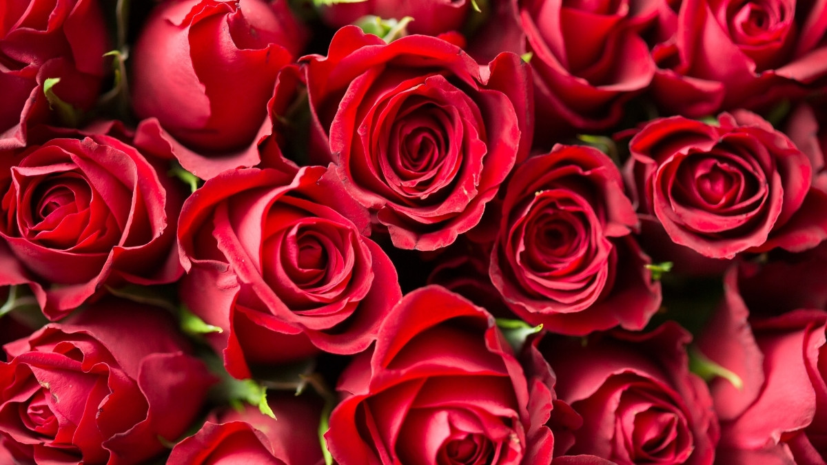 What is the Scientific Name of Rose?