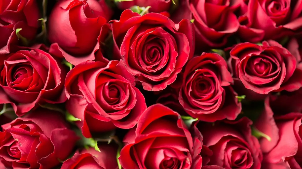 Botanical name of rose.