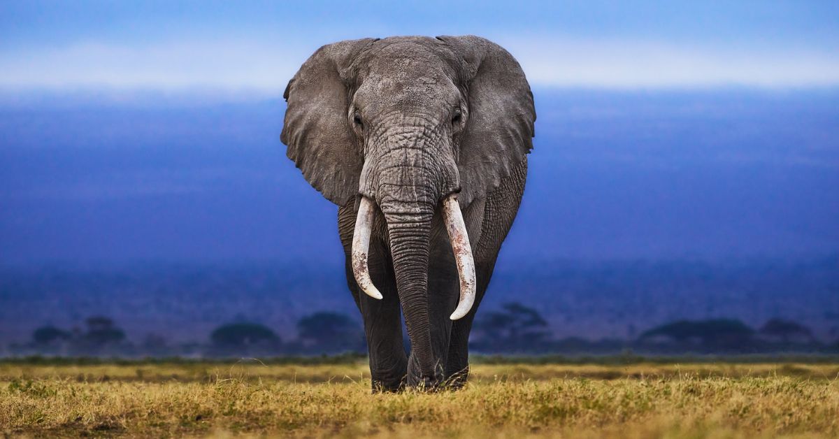 Top 7 Herbivorous Animals in the World
