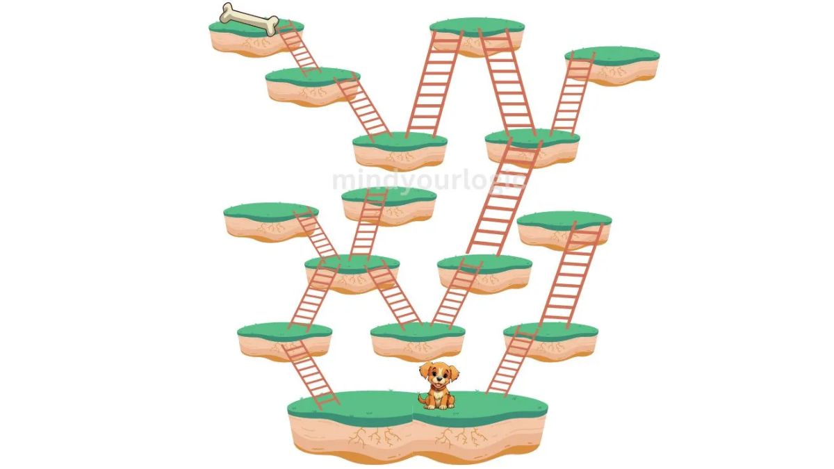 How many Ladders are required for the Dog to reach the Bone? Solve this Brain Teaser within 13 Seconds!