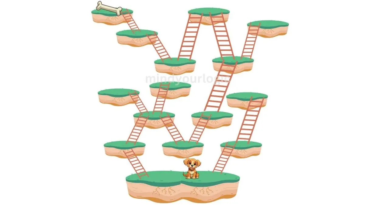 How many Ladders are required for the Dog to reach the Bone?