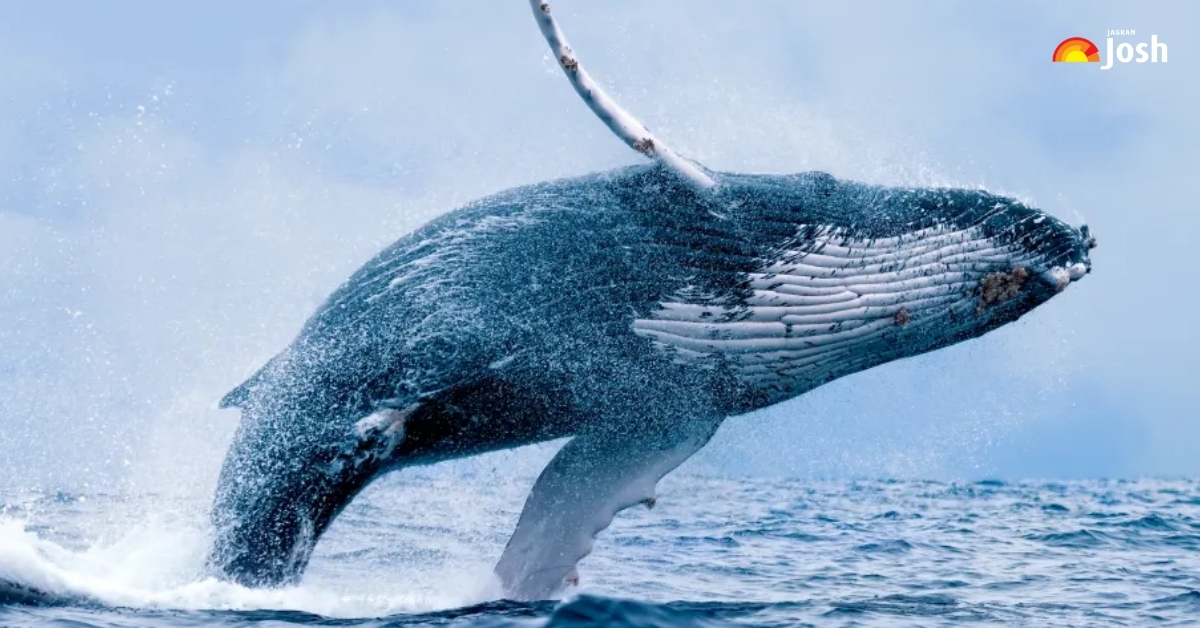 List of 7 Largest Whales in the World Ever Recorded