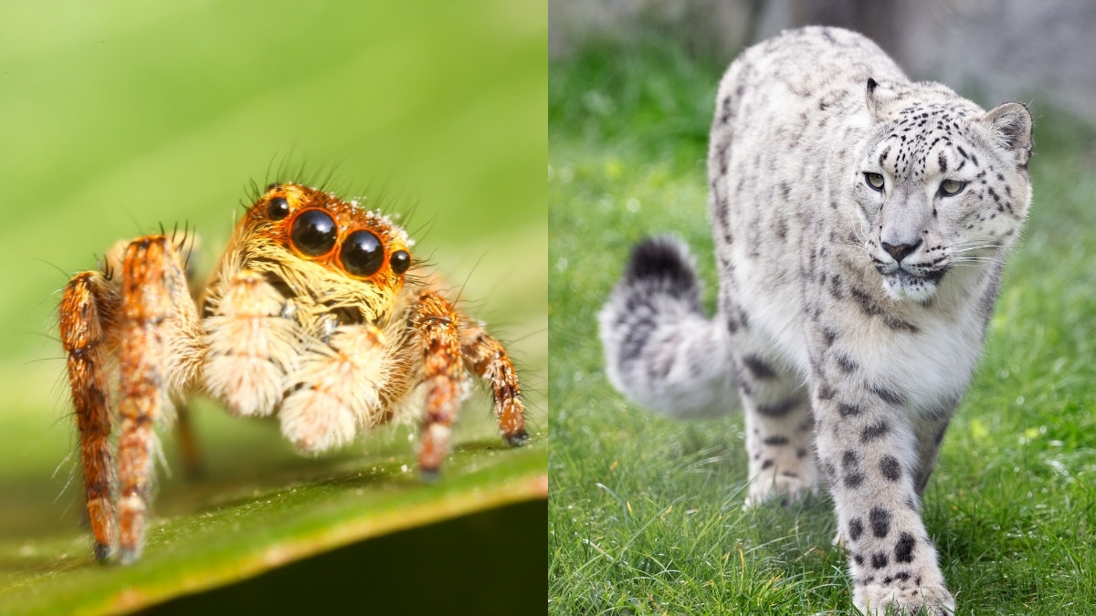 List of Top 7 Animals that Live at the Highest Altitude on Earth: Ranked