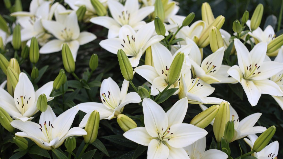 Which Country is Called the Land of Lilies?