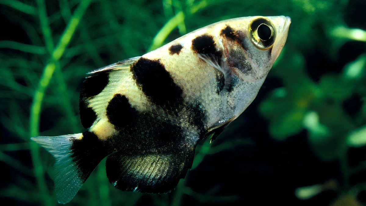 List of the Top 5 Smartest Fish in the World