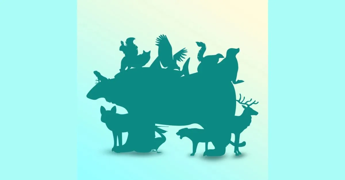 Count the Number of Animals