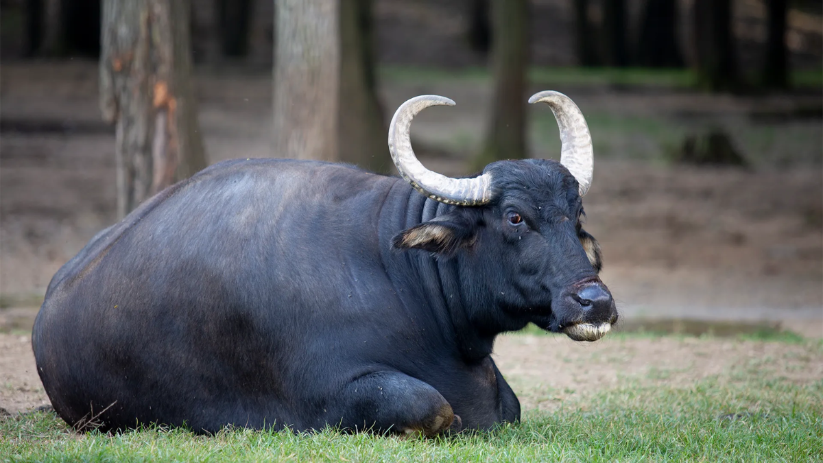 Top 10 Animals with the Largest Horns