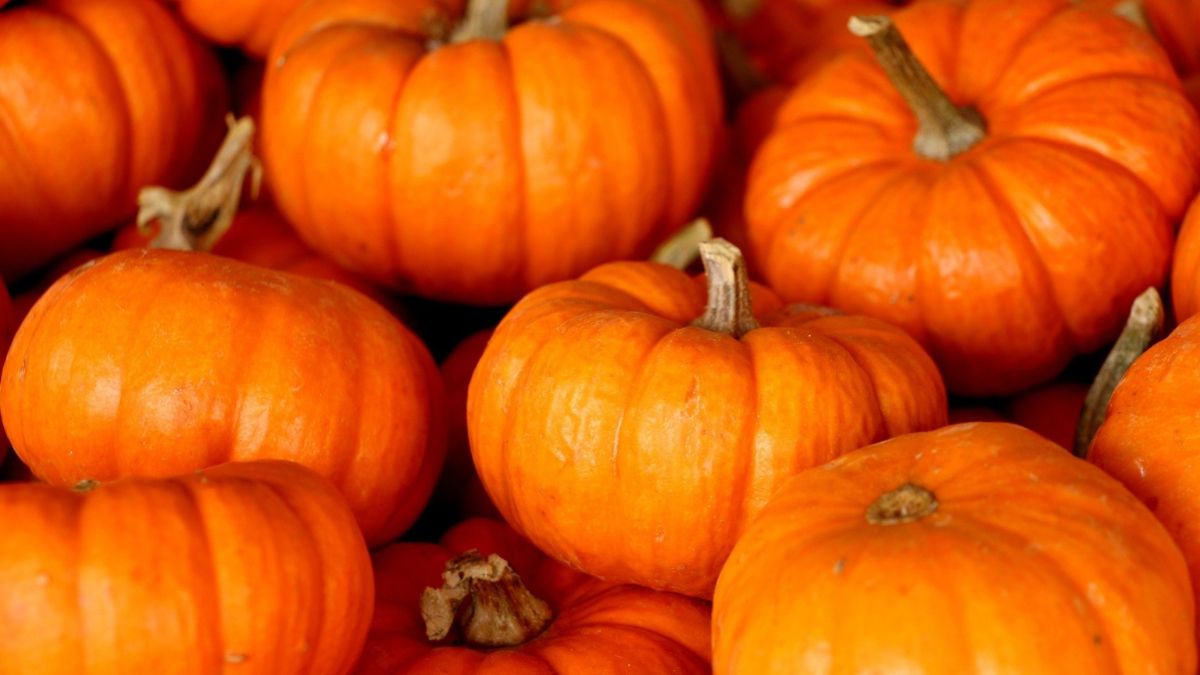 Top 10 Largest Pumpkin Producers in the World