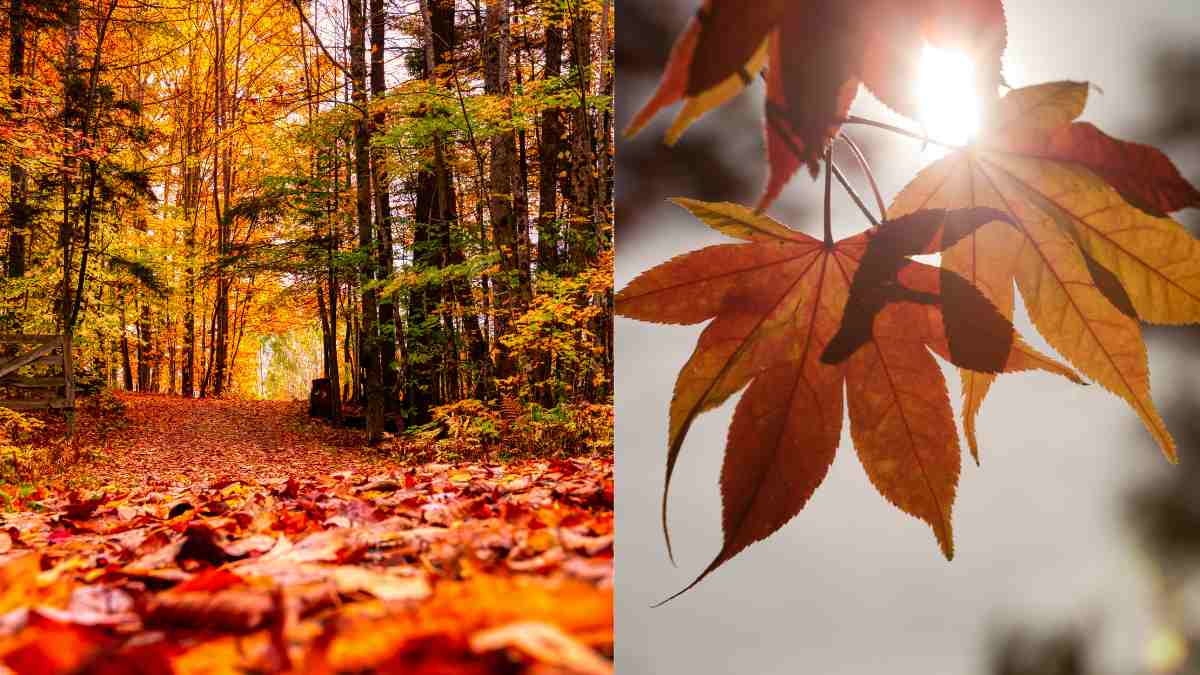 Difference between Fall and Autumn: What Do Americans Prefer?