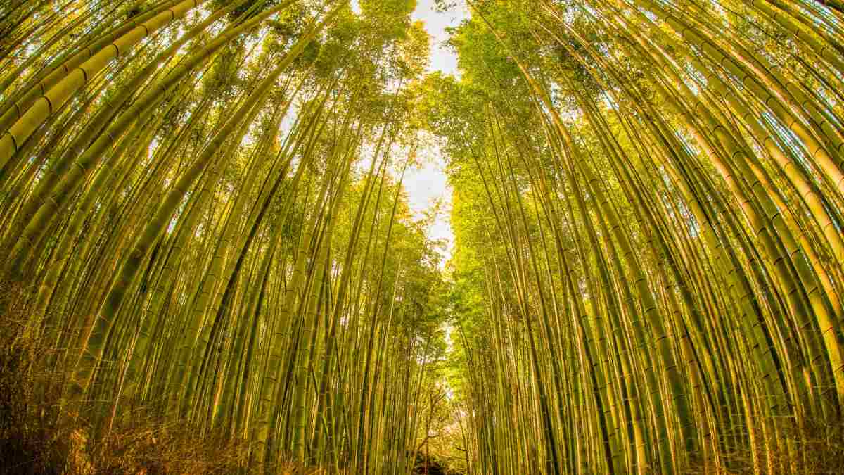 List of Top 7 Tallest Grass Species in the World