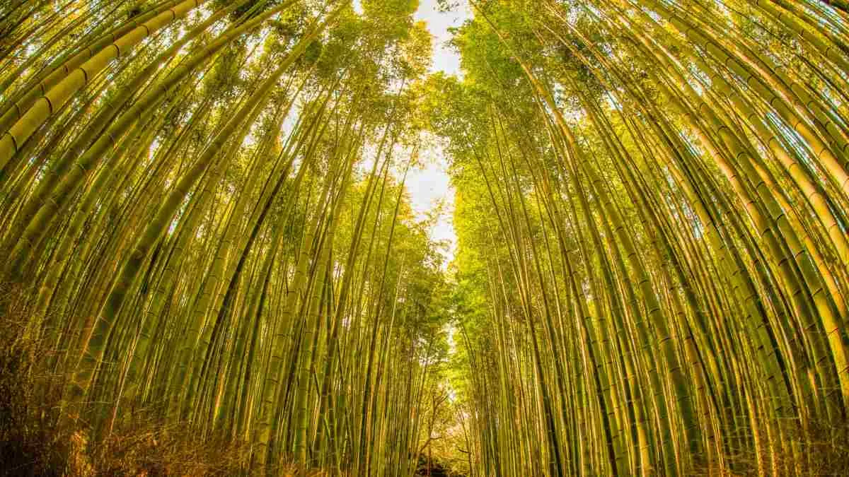Tallest Grass Species in the World