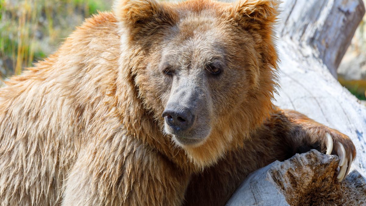 List of Endangered Species in India