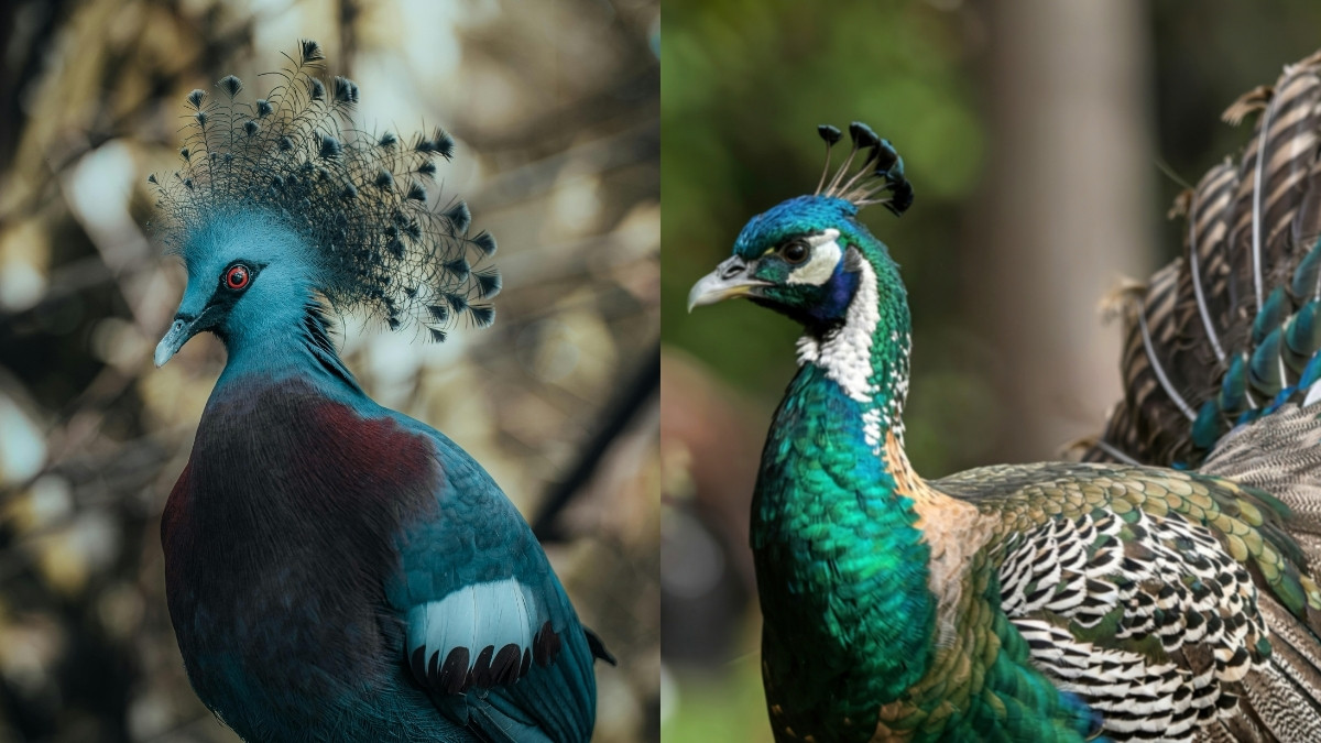 List of 9 Birds with Most Beautiful Crests (or Crowns) on their Heads

