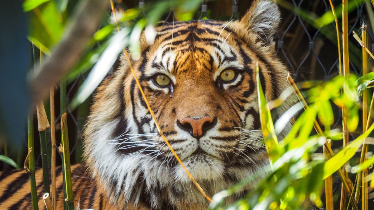 Which City is Called the City of Tigers?
