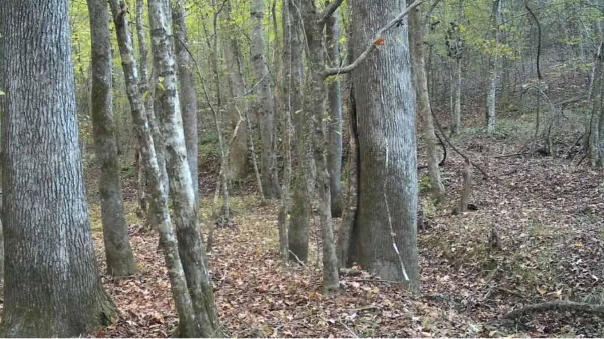 Even 99% with their Hawk Eyes Vision failed to find the Hidden Deer in this Nature Camouflage Illusion Pattern Optical Illusion