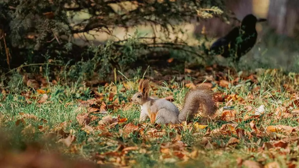 Ways in Which Autumn Affects Wildlife in North America
