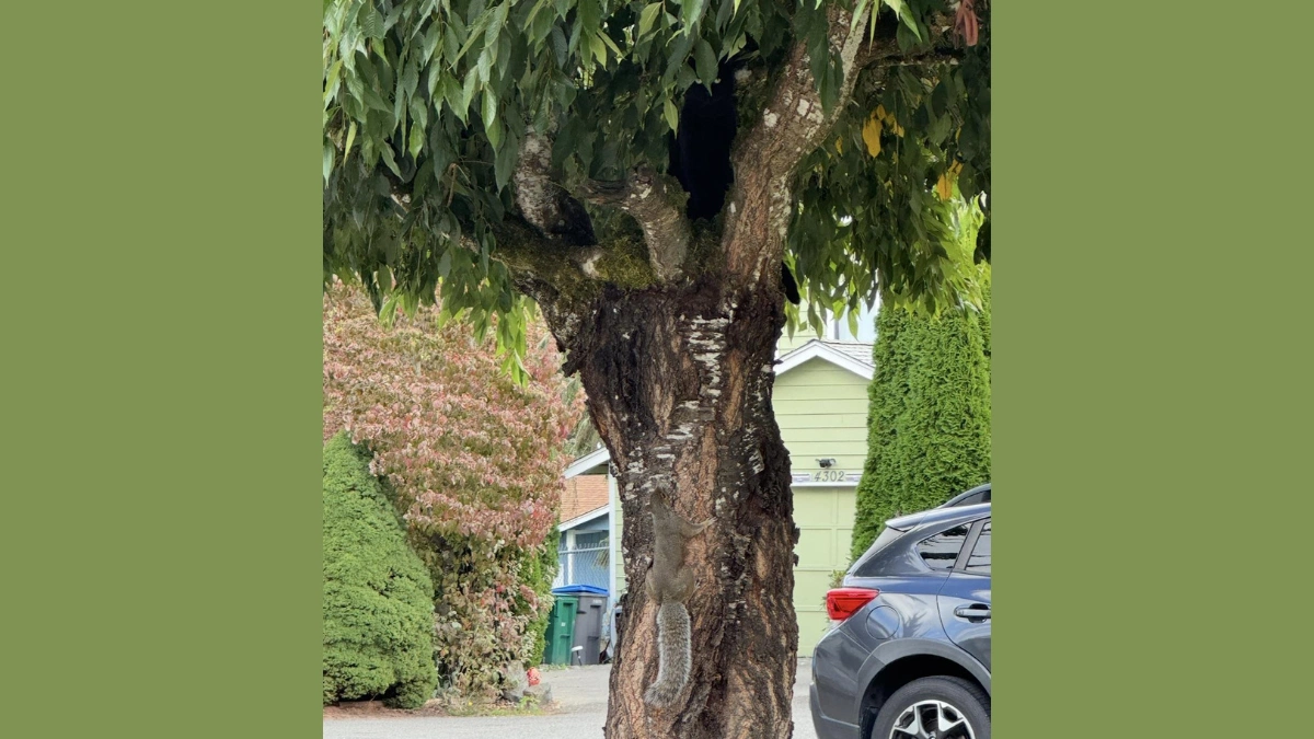 You have a high IQ and hawk eyes if you can find the hidden cat in 7 seconds!