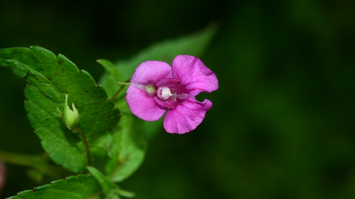 New Balsam Flower Species Discovered in Arunachal Pradesh