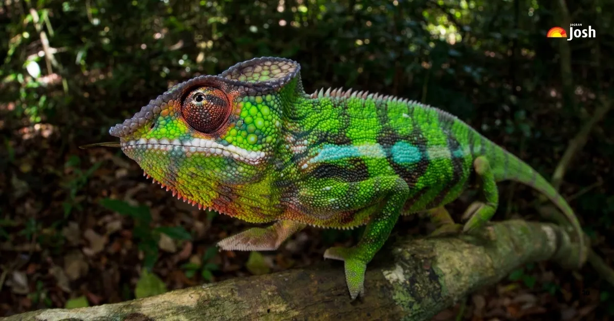 List of animals that can change color