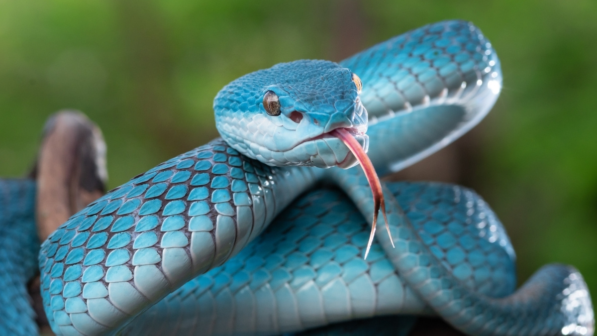 What is the Scientific Name of Snake?