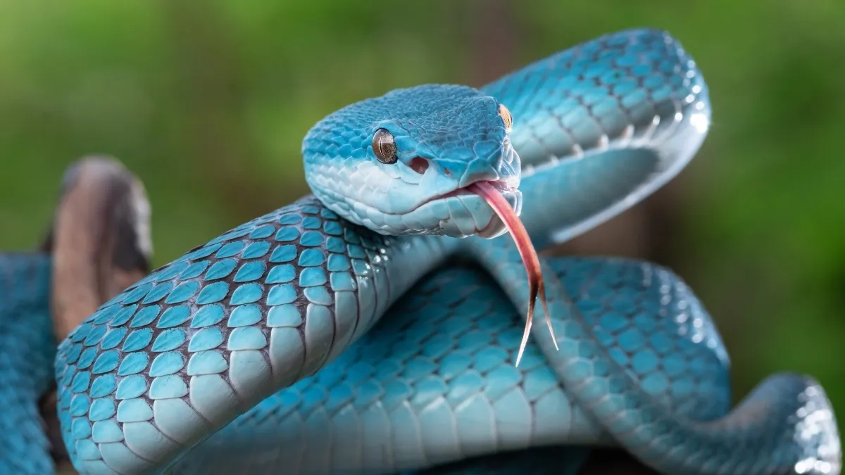 Scientific name of snake