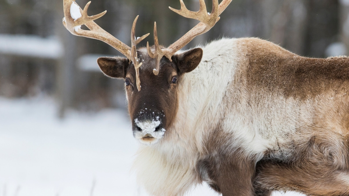 List of 5 Most Famous Animals that Migrate in Winter: Revealed