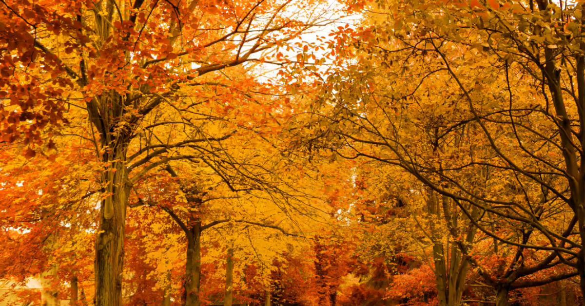 Are You 1 in 51 With Super Human Vision to Find the Hidden Squirrel?