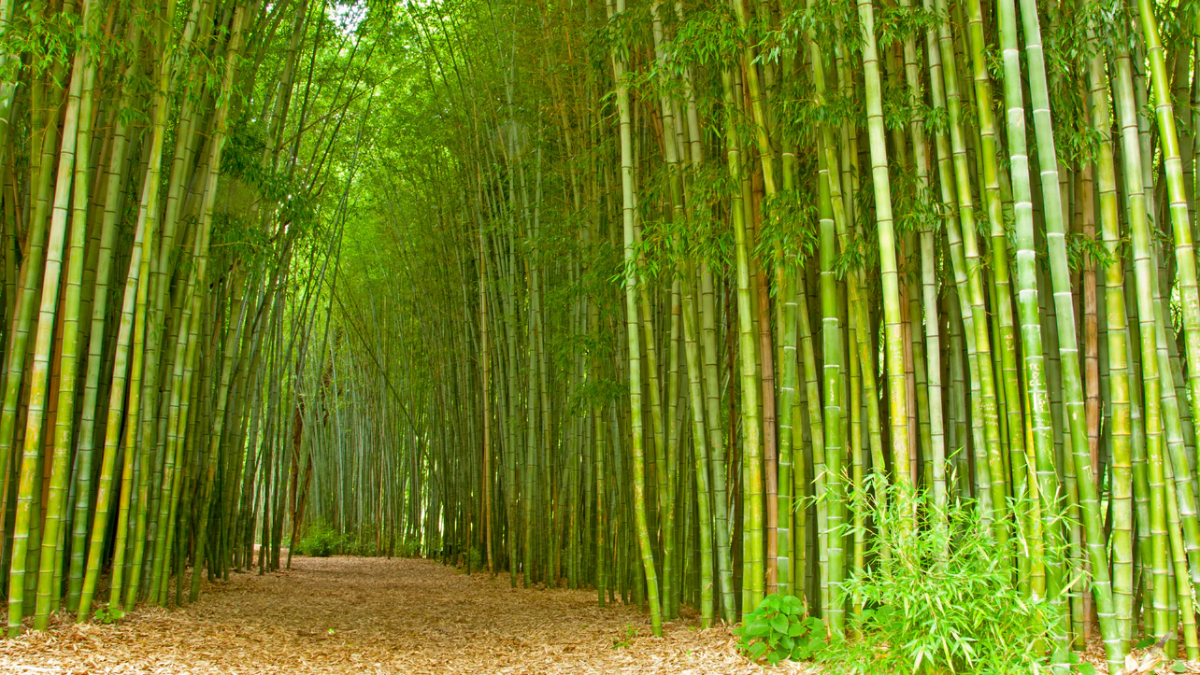 Bamboo Project Launched for Kolam Tribe in Telangana's Adilabad Under Green India Challenge