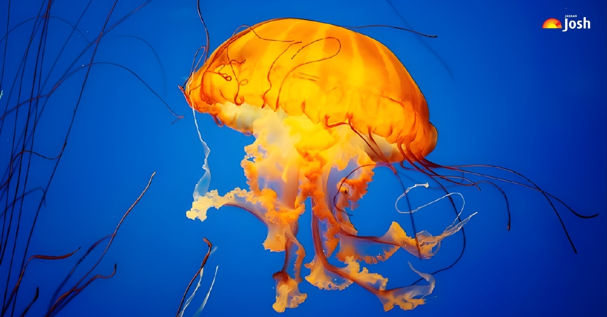 List of 7 Most Dangerous Jellyfish in the World (One Sting Can Be Proven DEADLY)