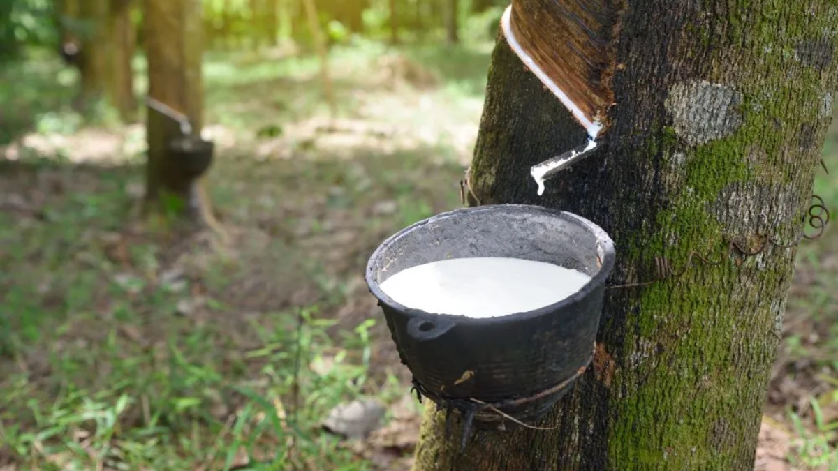 Top 10 Rubber Producing Countries (2025)