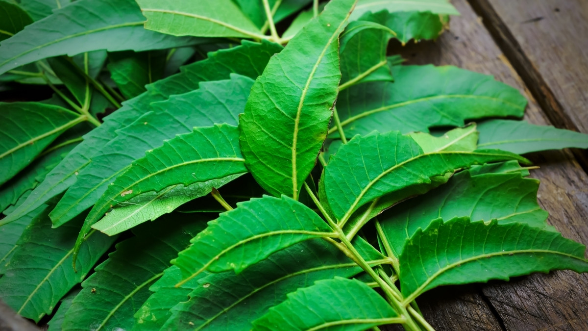 What is the Scientific Name of Neem?