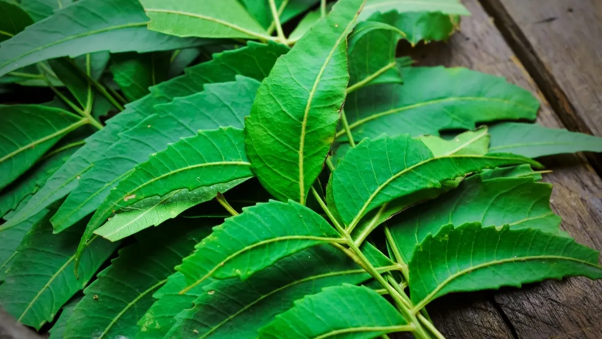Scientific name of neem