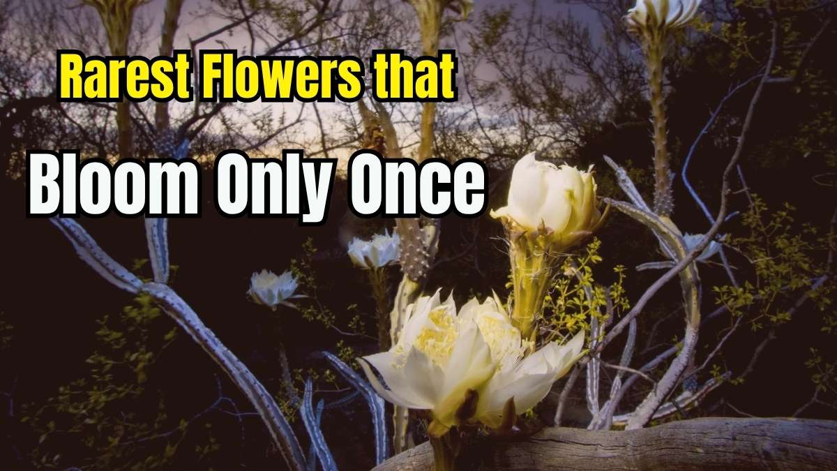 List of Top Rare Flowers That Bloom Only Once in a Lifetime
