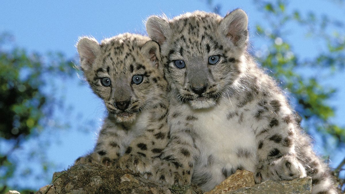 Top 10 Countries with the Most Snow Leopard Population (2025)
