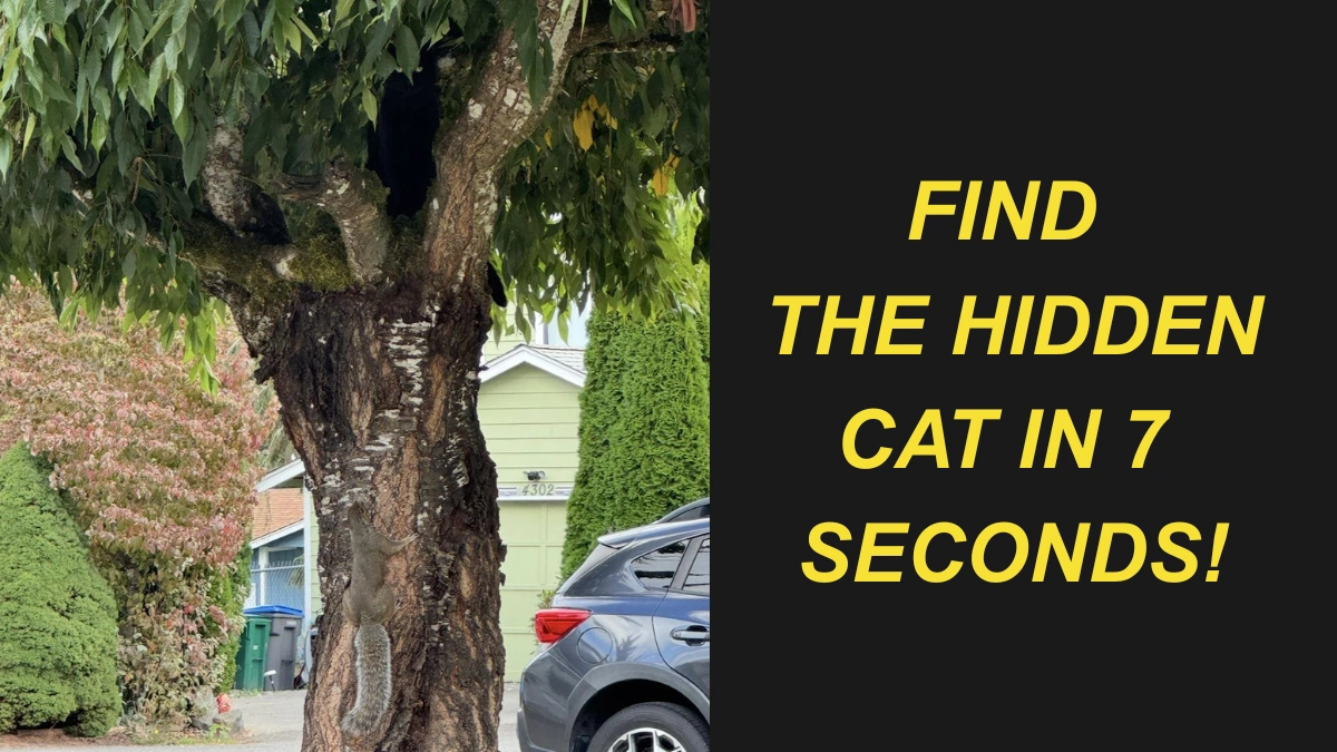 Find the Hidden Cat in 7 Seconds to Prove You Have Hawk Eyes and a High IQ!