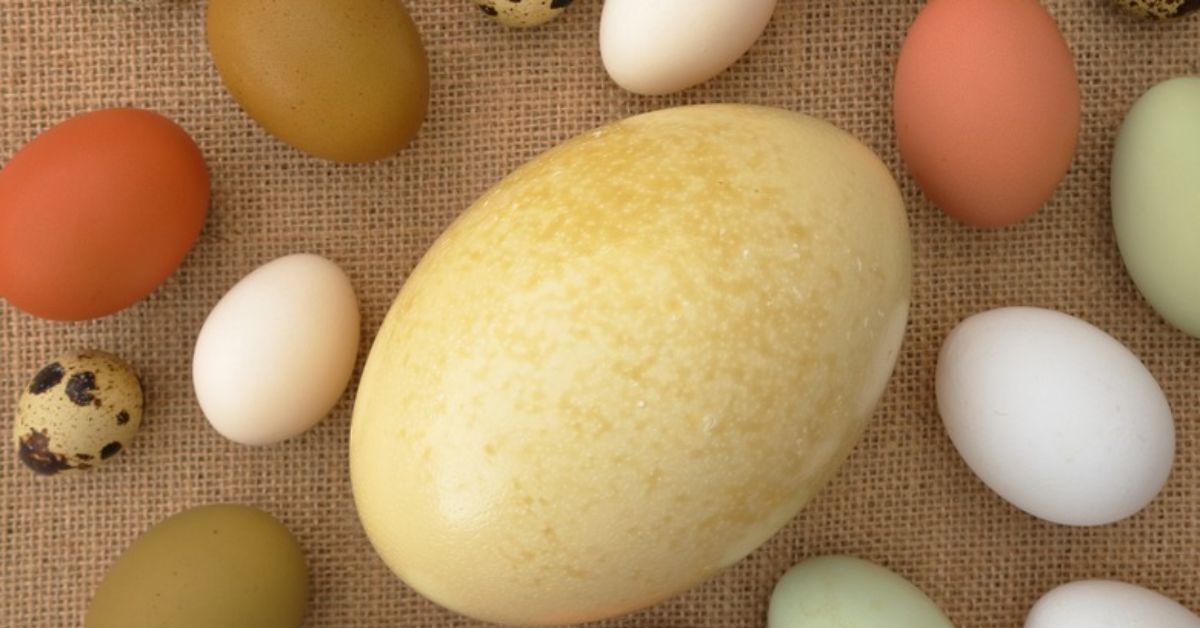 Top 7 Animals that Lay the Largest Eggs