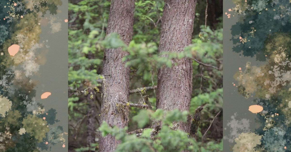 The Internet Can’t Stop Talking About This Reddit Puzzle! The Sharpest Minds With High IQ 177 Are the Only Ones Who Can Find the Owl!