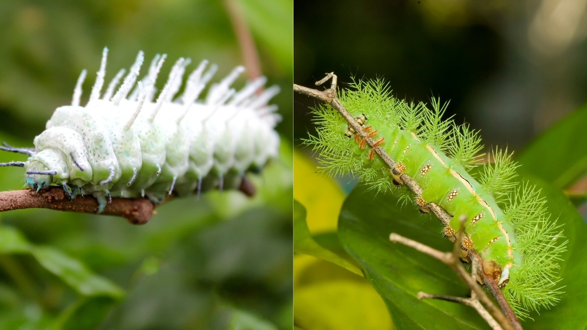List of 9 Most Poisonous Caterpillars in the World: Ranked