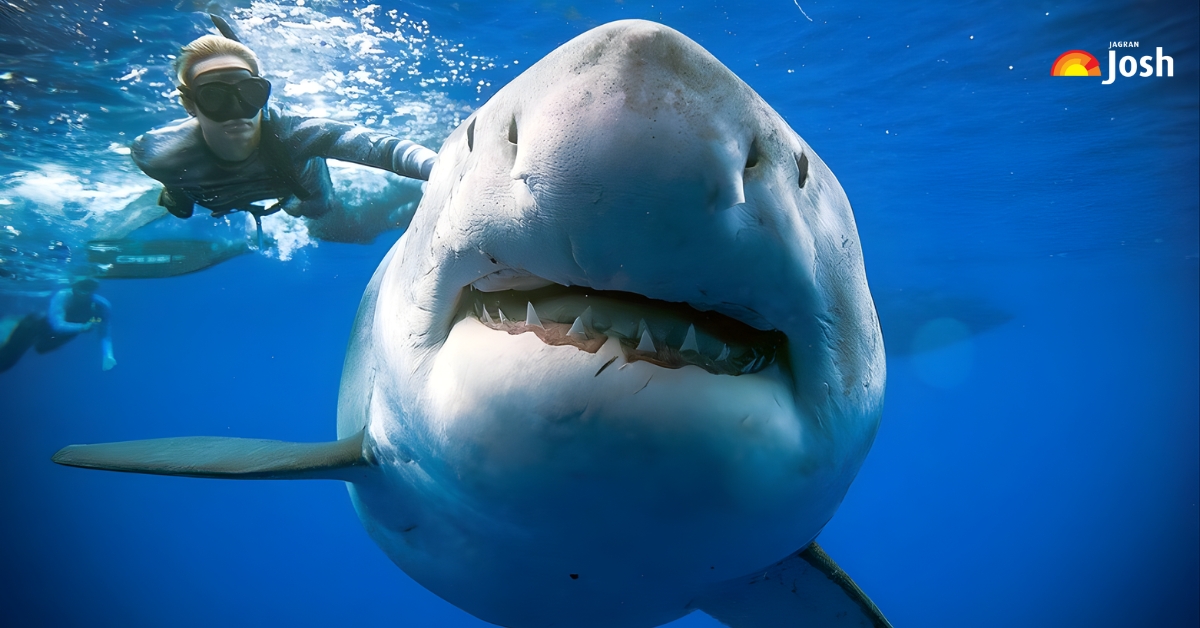 List of 10 Largest Sharks in the World Ever Recorded