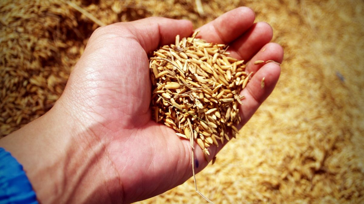 Why Country is Known as the Granary of the World?