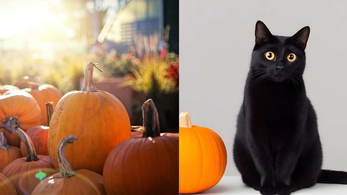 The Origins of Halloween Symbols: Pumpkins, Ghosts, and Black Cats Explained