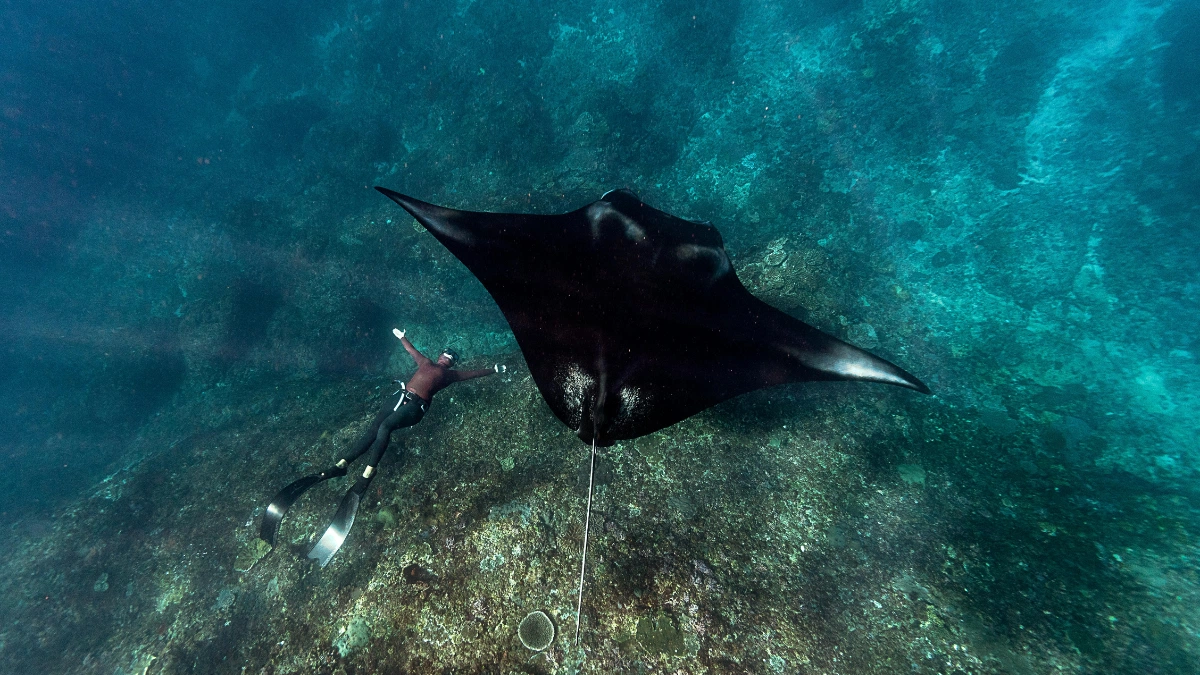 5 Smartest Fish in the World - Check the List Here!