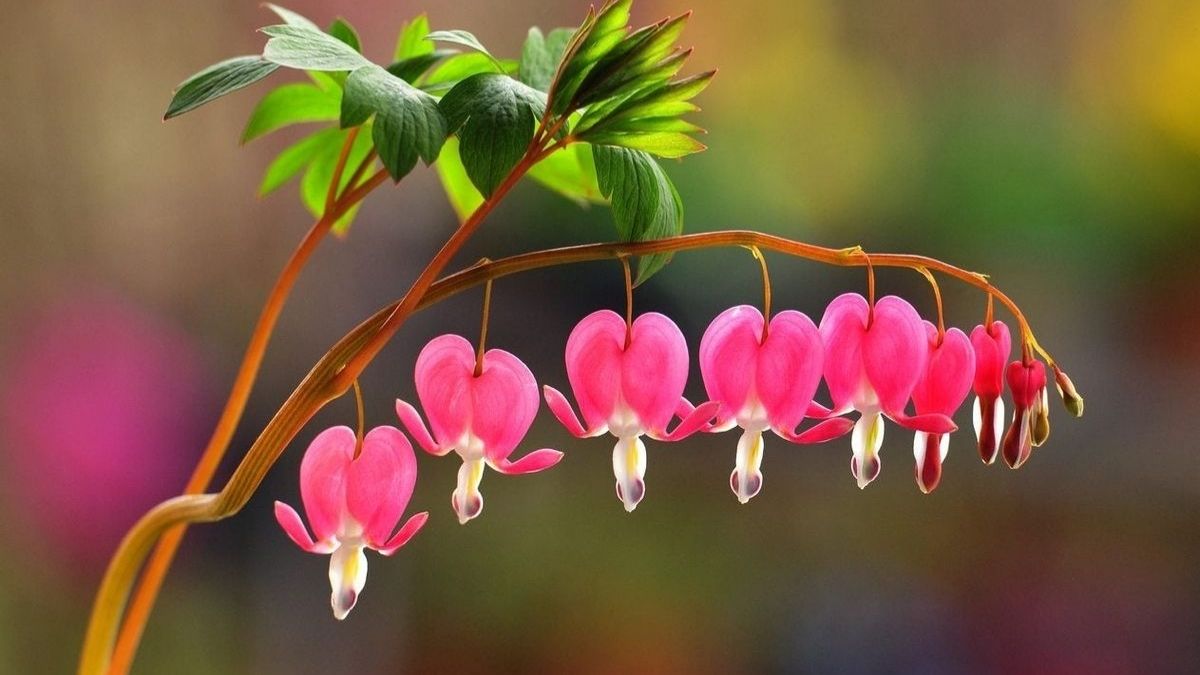 ये हैं दुनिया के 7 सबसे खूबसूरत फूल? जानें सभी नाम 
