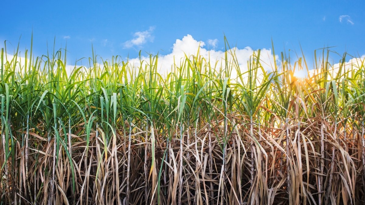 What is the Scientific Name of Sugarcane?