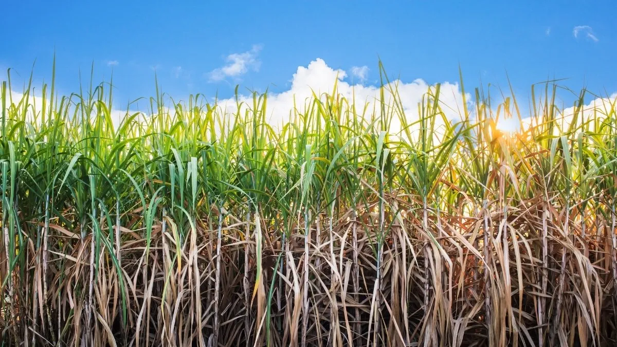 Scientific name of sugarcane