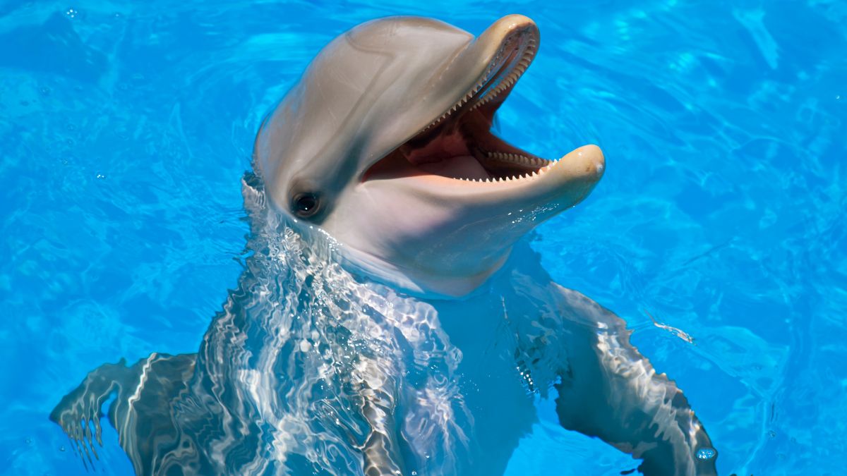 Which Is the Most Intelligent Mammal on Earth?