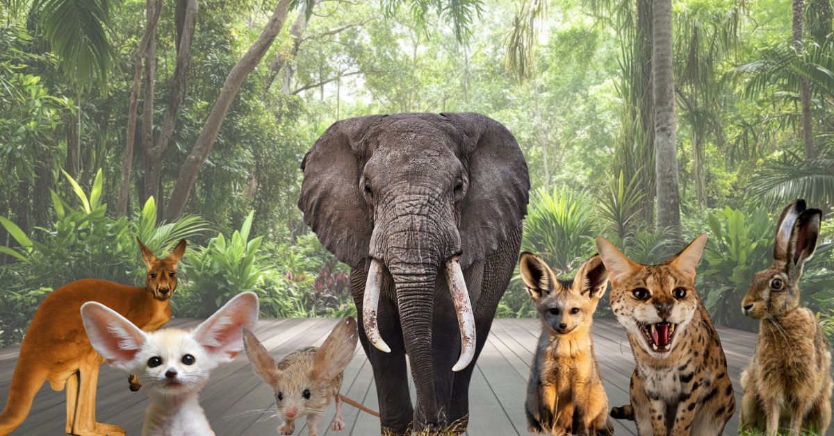 Top 7 Animals With Largest Ears in the World