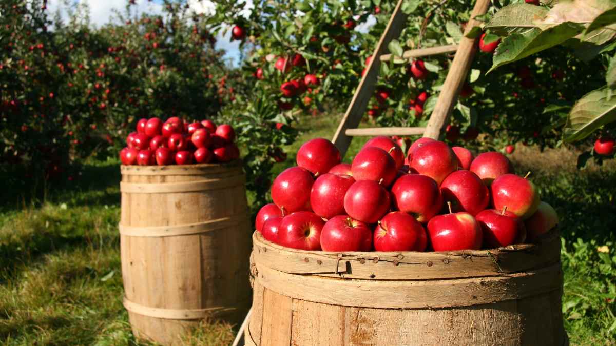 What Is Apple Picking? The Classic American Fall Activity Explained!