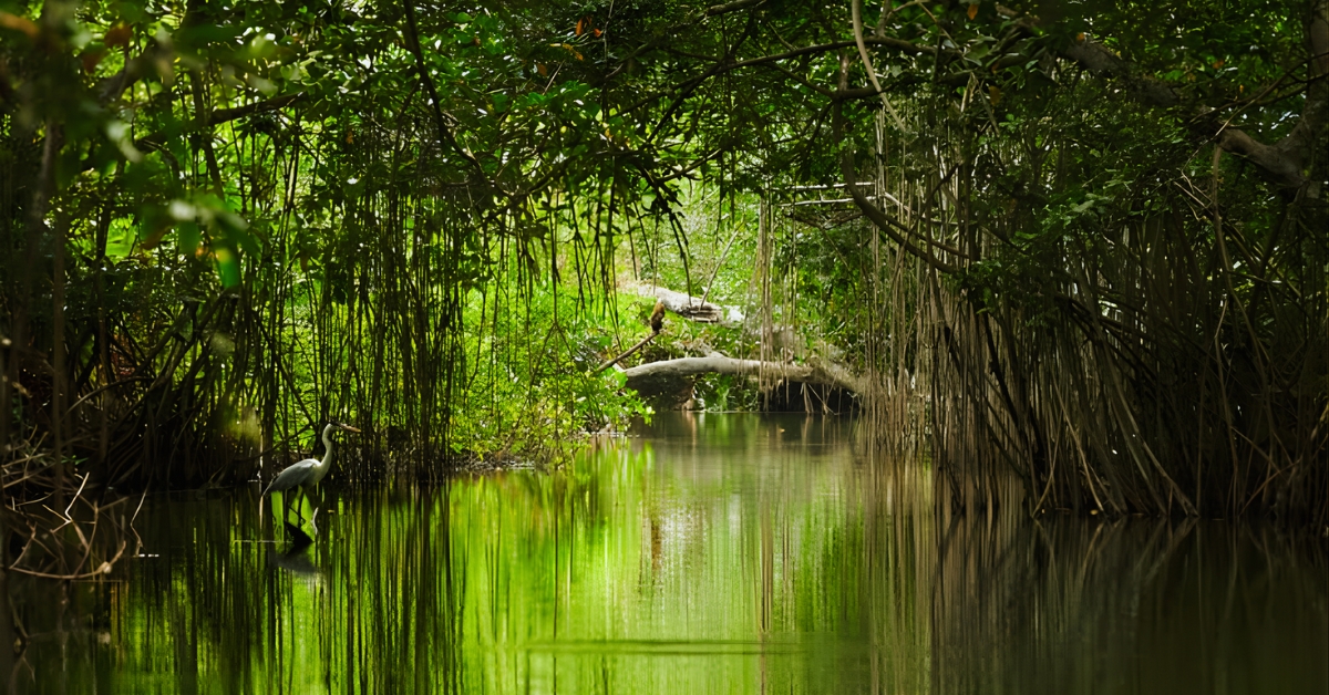 Which Is The Largest Delta In India?
